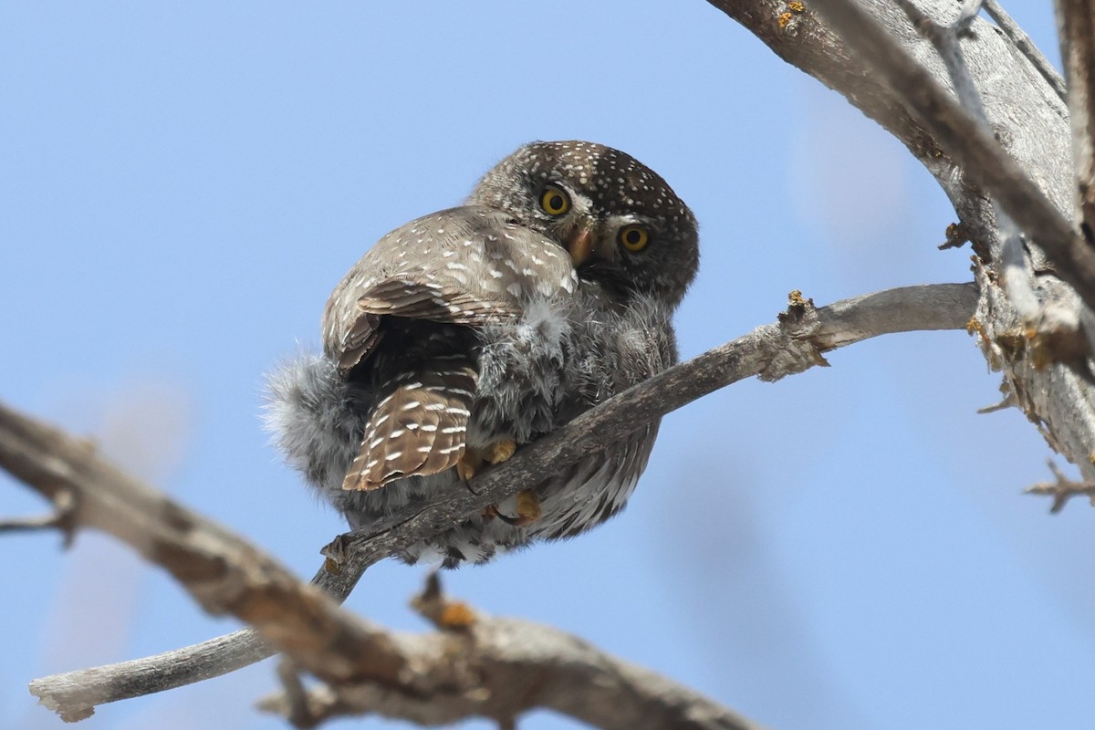 Northern Pygmy-Owl (Rocky Mts.) - ML615297936