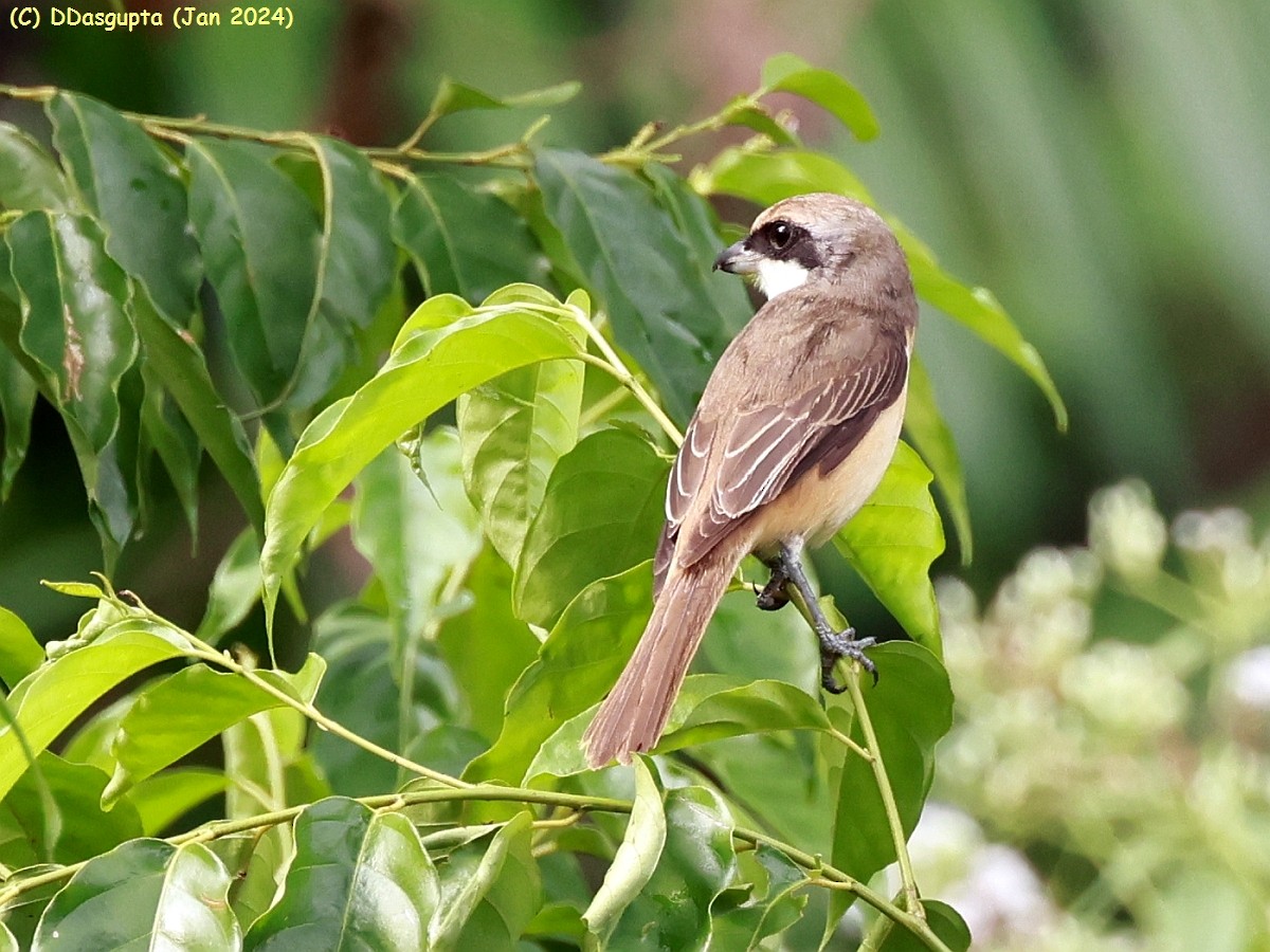 Brown Shrike - ML615298056