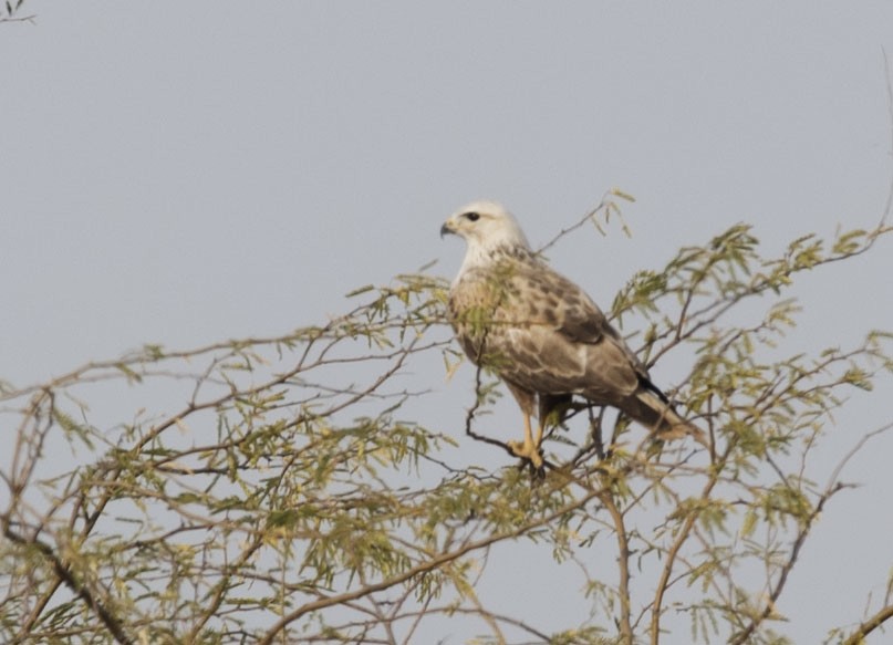 Long-legged Buzzard - SANCHITA DEY