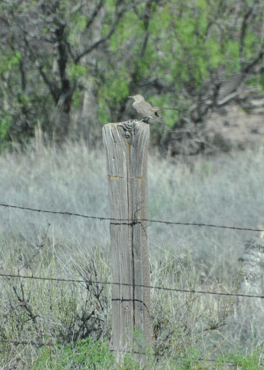 Bendire's Thrasher - ML615298185