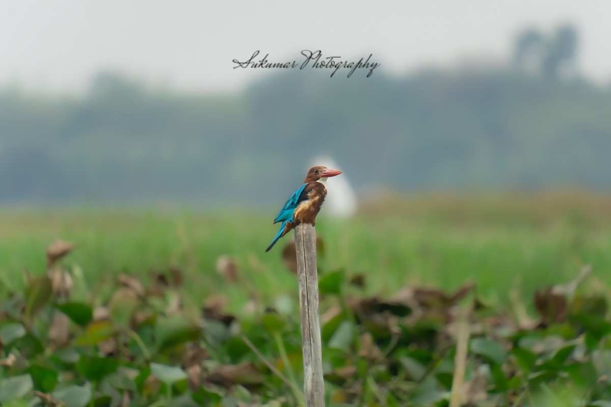 Common Kingfisher - Sukumar Maji