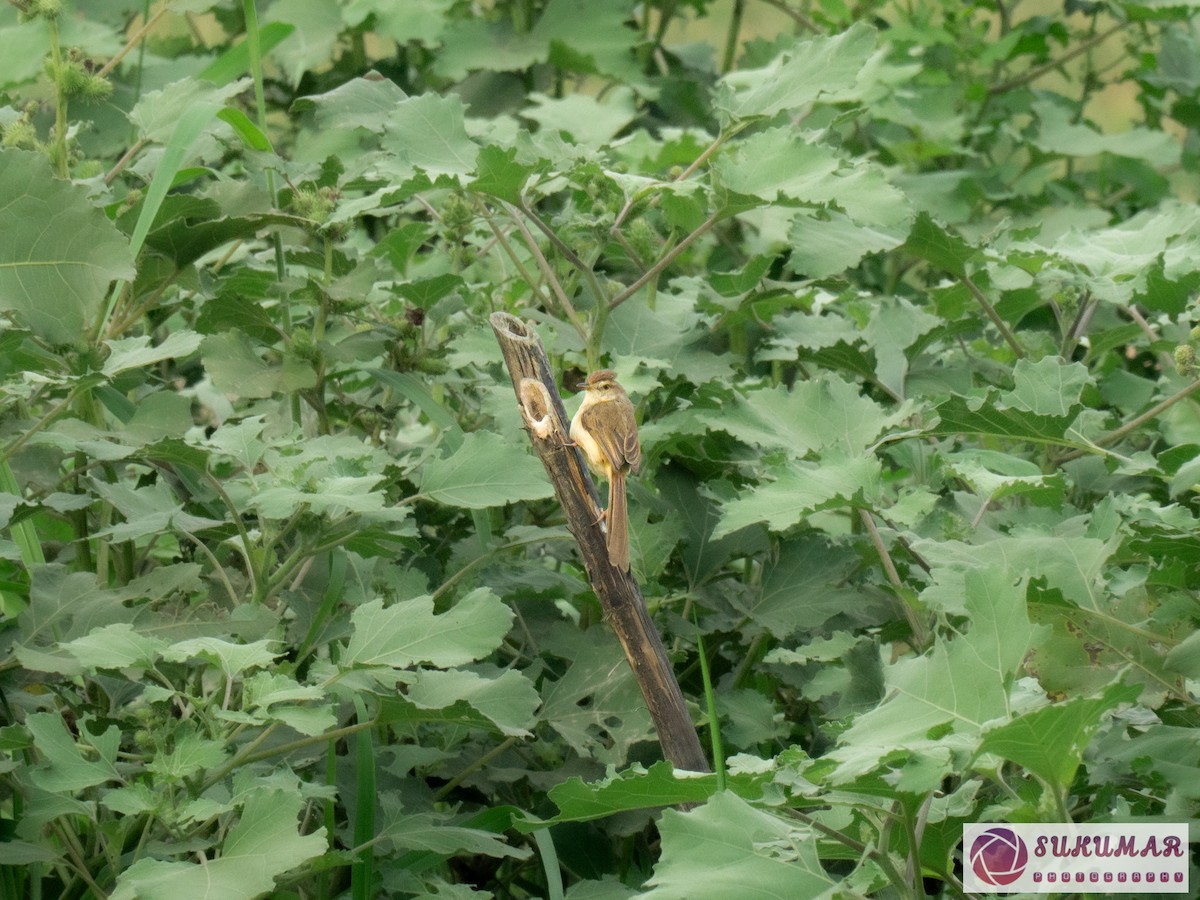 Plain Prinia - Sukumar Maji