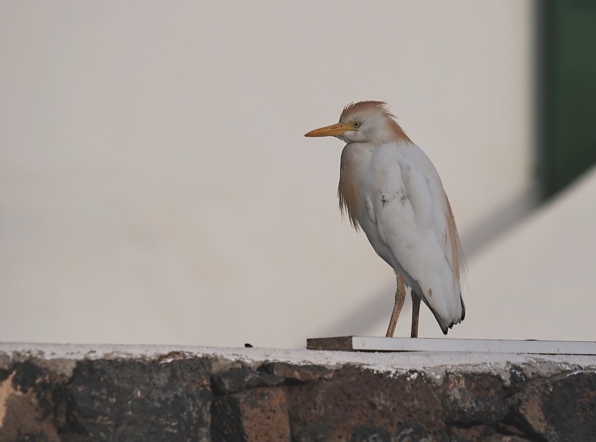 Western Cattle Egret - František Kopecký