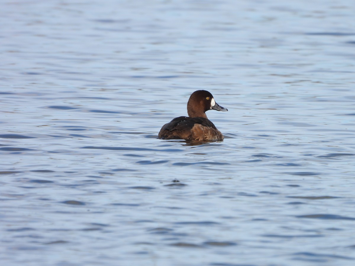 Greater Scaup - ML615298246