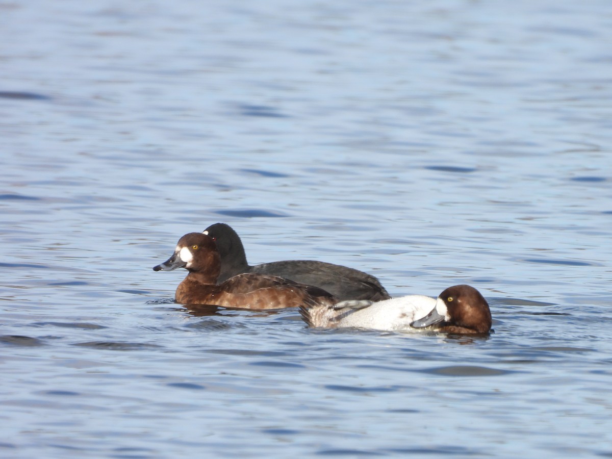 Greater Scaup - ML615298247