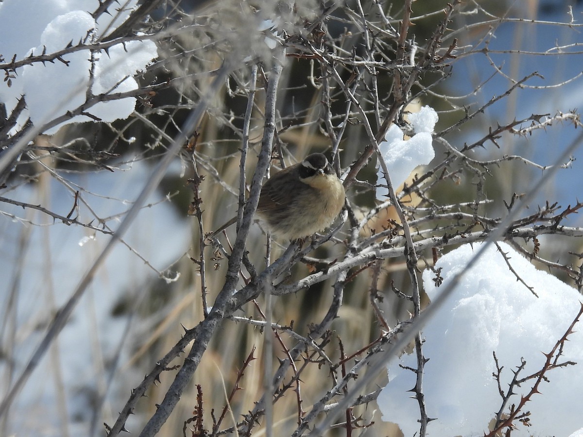 Brown Accentor - Tris Allinson