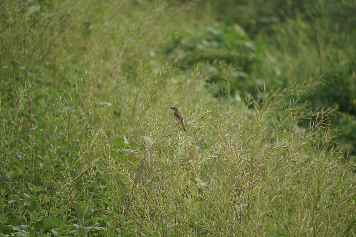 Plain Prinia - Sukumar Maji