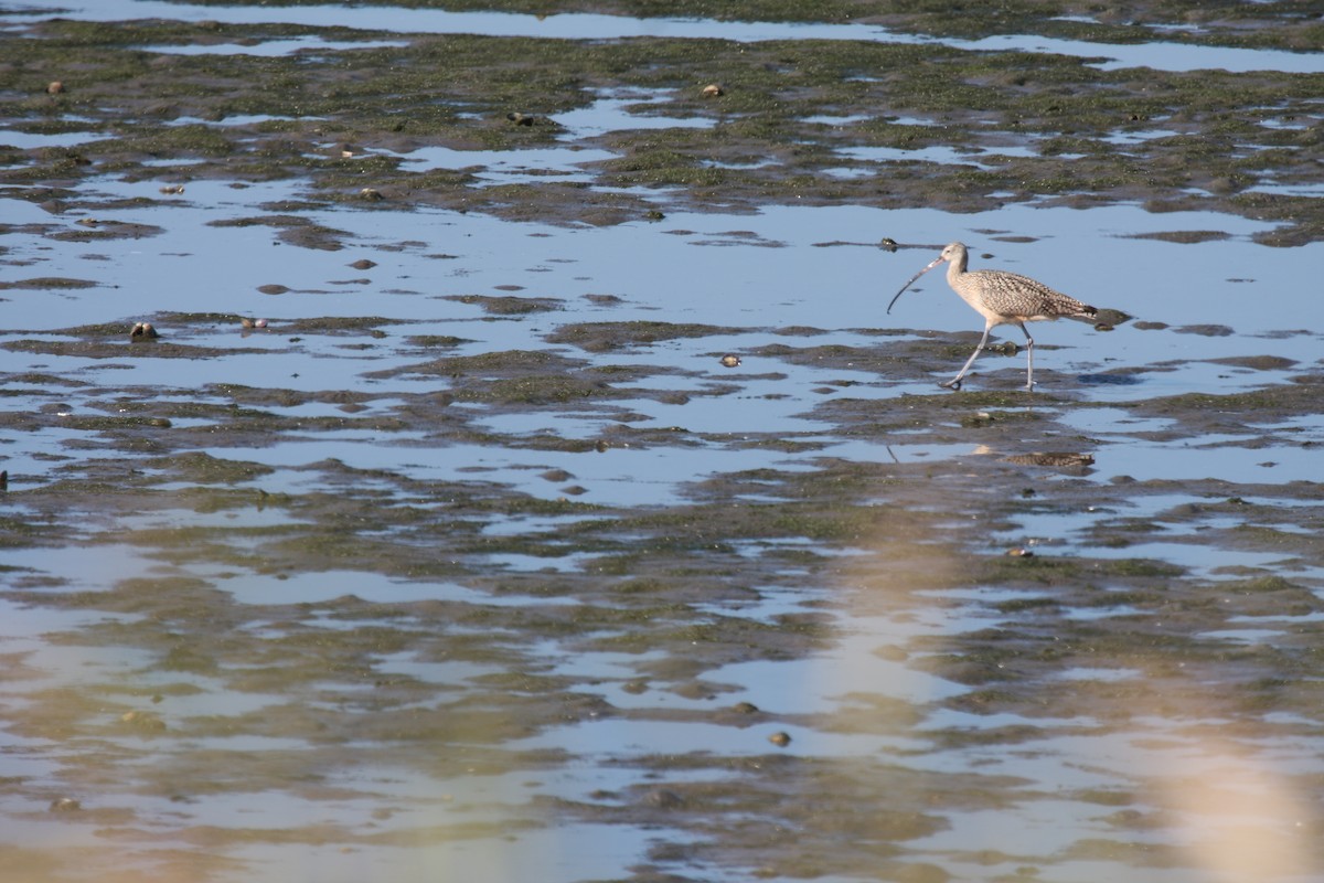 Long-billed Curlew - ML615298338