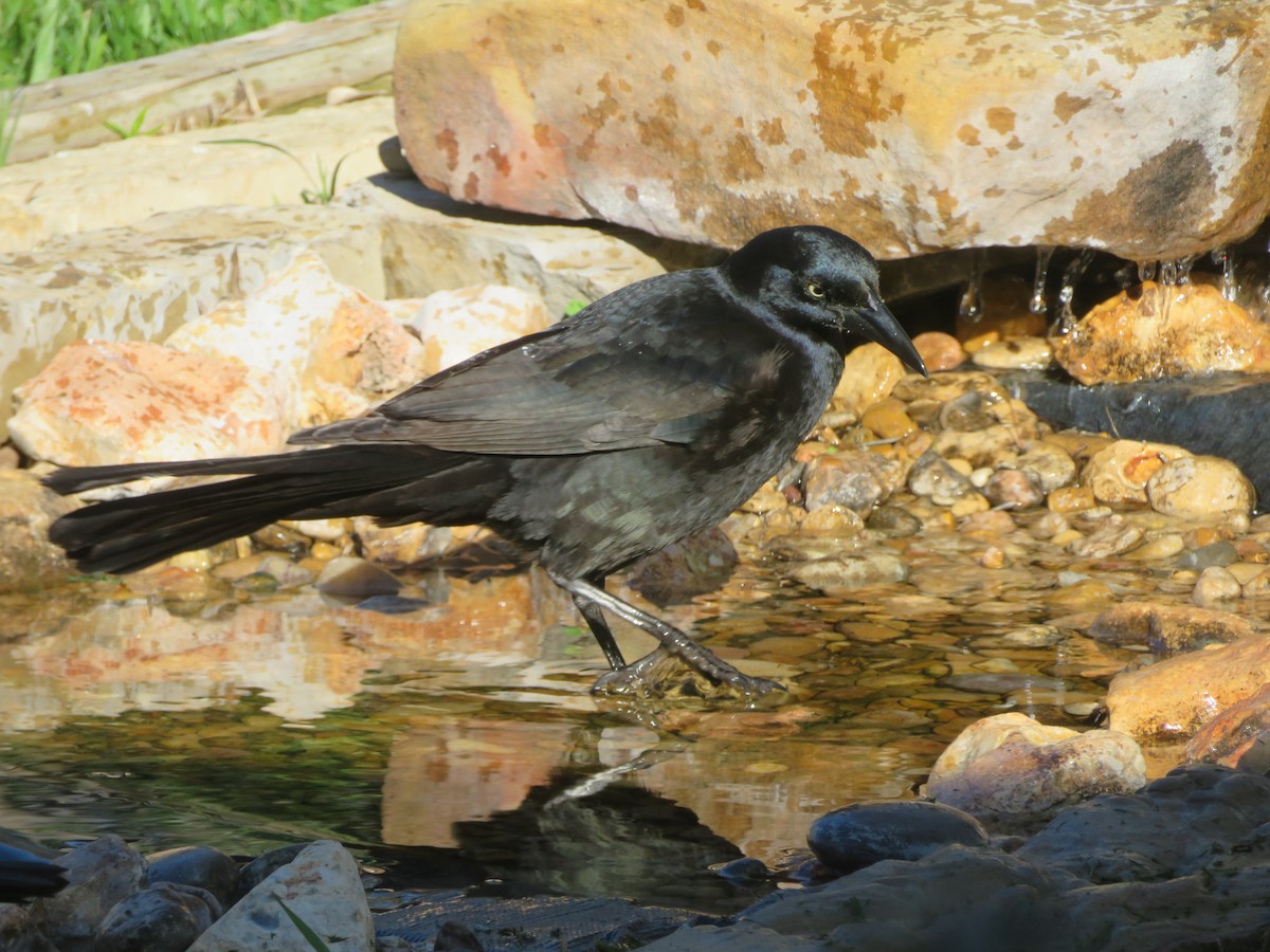 grackle sp. - Paul Sellin