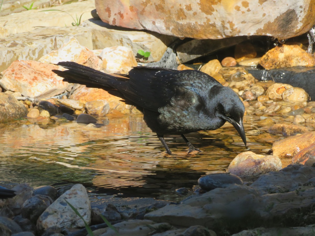 grackle sp. - ML615298345