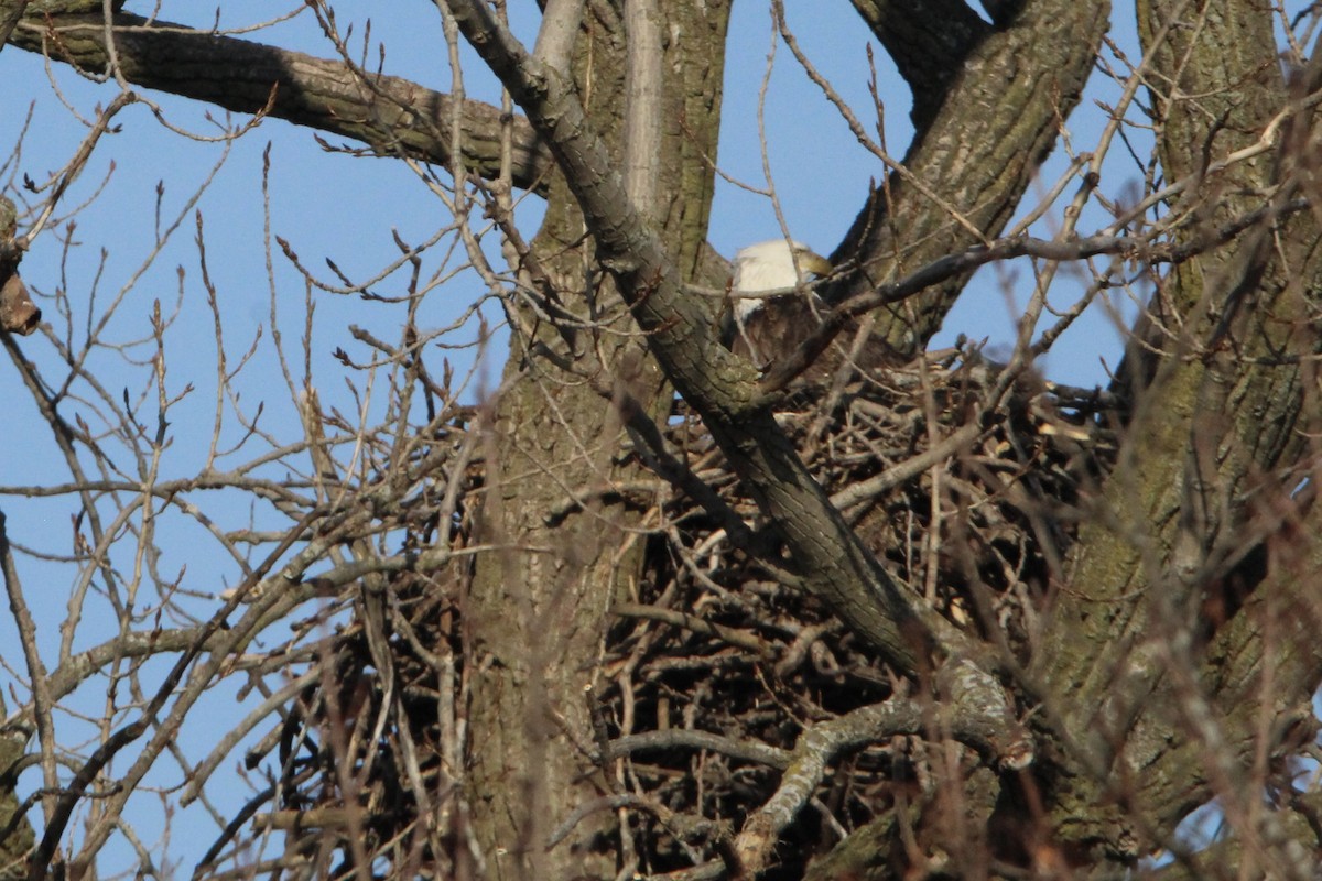 Weißkopf-Seeadler - ML615298378