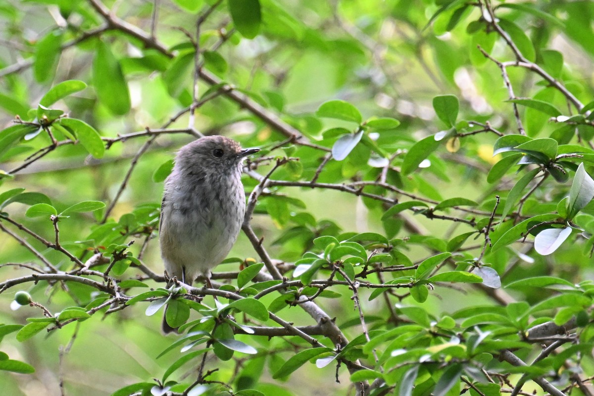 Brown Thornbill - Ting-Wei (廷維) HUNG (洪)