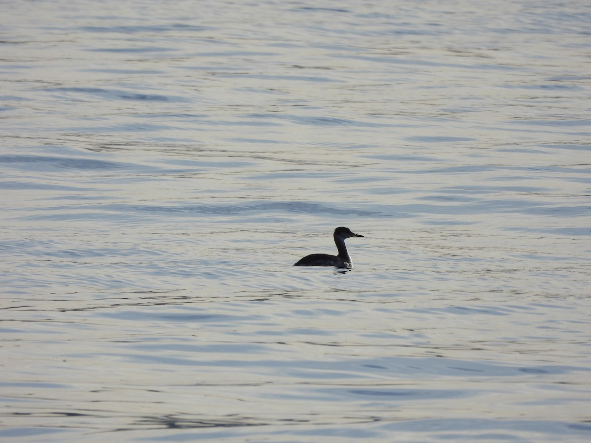 Red-necked Grebe - ML615298440