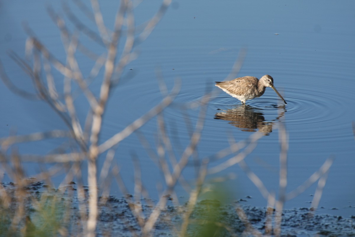 Long-billed Dowitcher - ML615298442