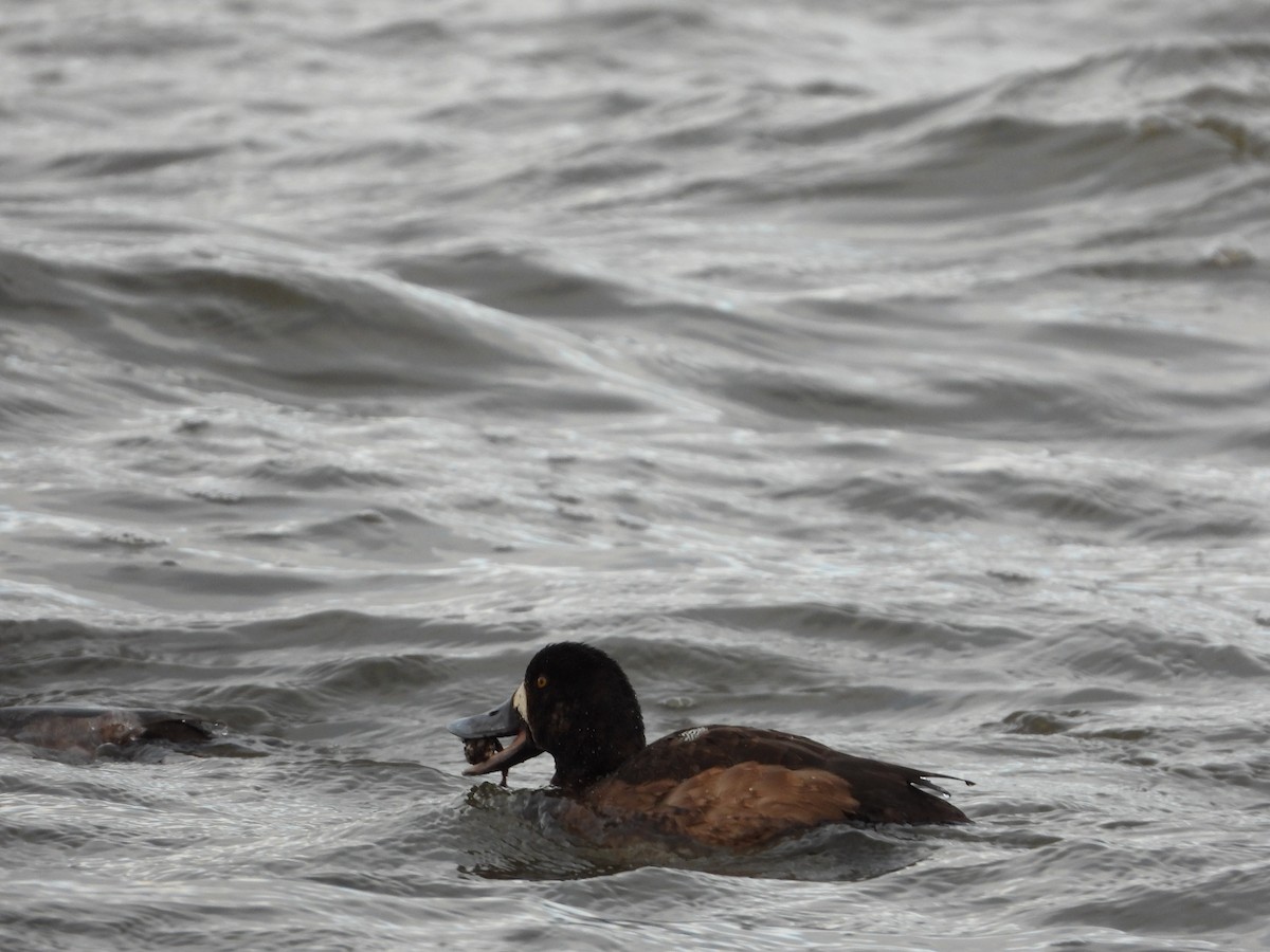Greater Scaup - ML615298450