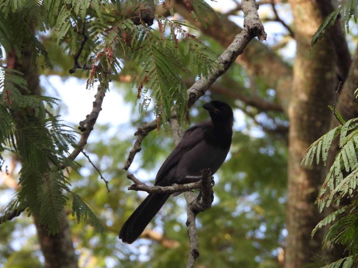 Purplish Jay - ML615298480