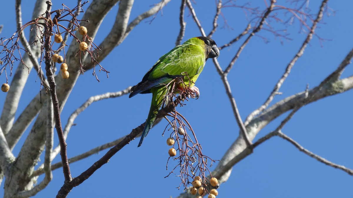 Nanday Parakeet - ML615298557