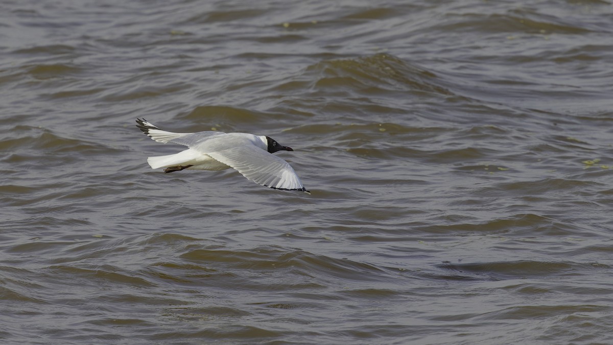 Brown-headed Gull - ML615298583