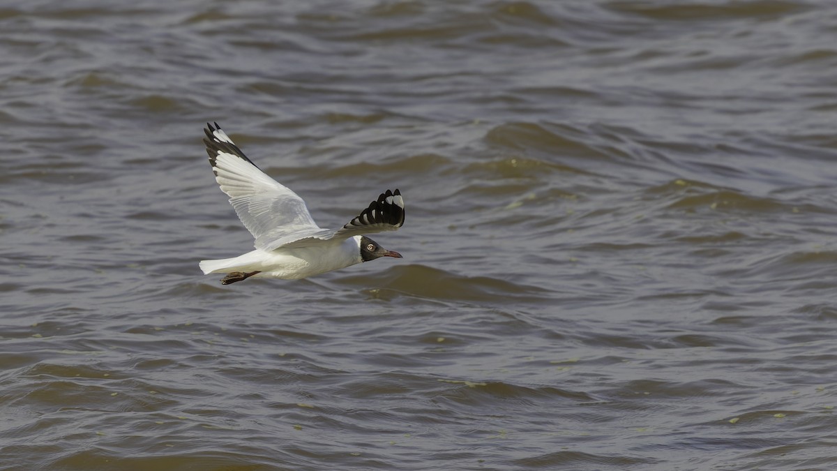 Brown-headed Gull - ML615298585