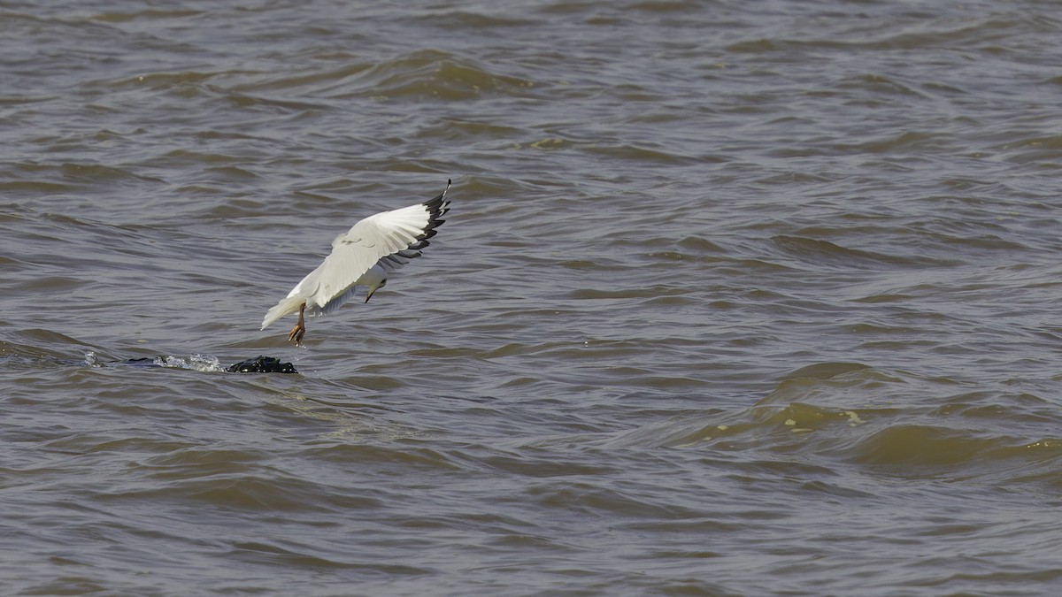 Brown-headed Gull - ML615298587