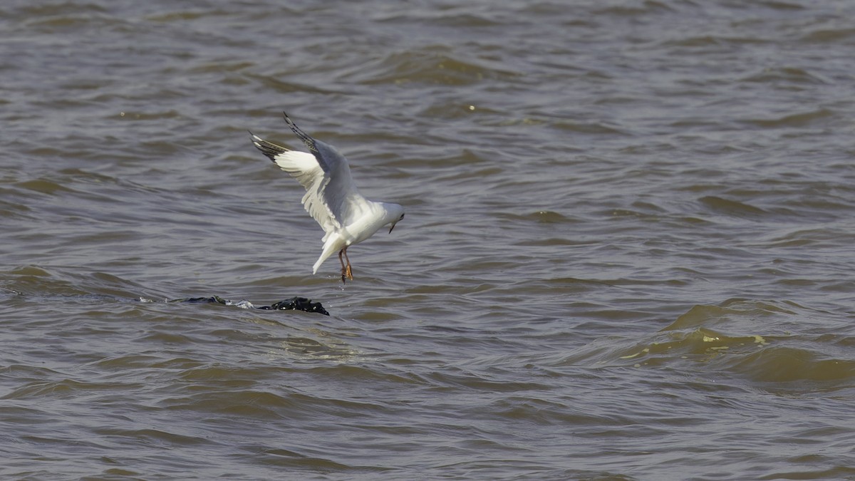 Brown-headed Gull - ML615298588