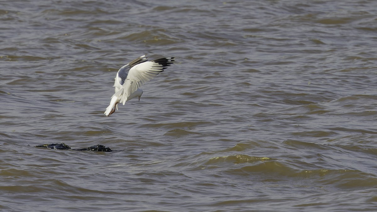 Brown-headed Gull - ML615298589