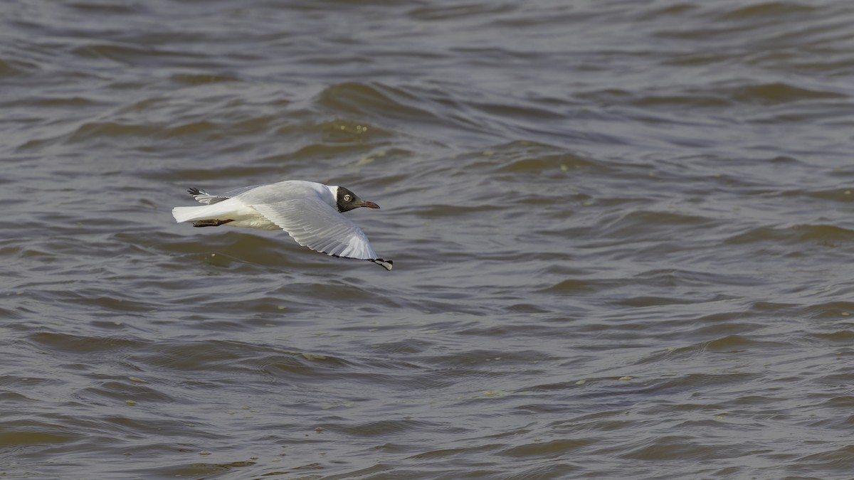 Brown-headed Gull - ML615298591