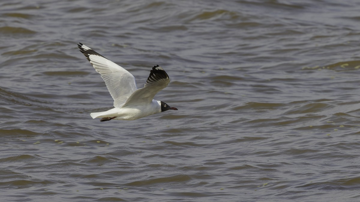 Brown-headed Gull - ML615298592