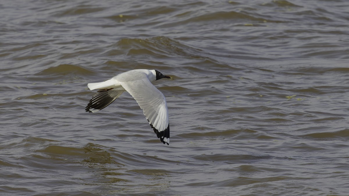 Brown-headed Gull - ML615298593