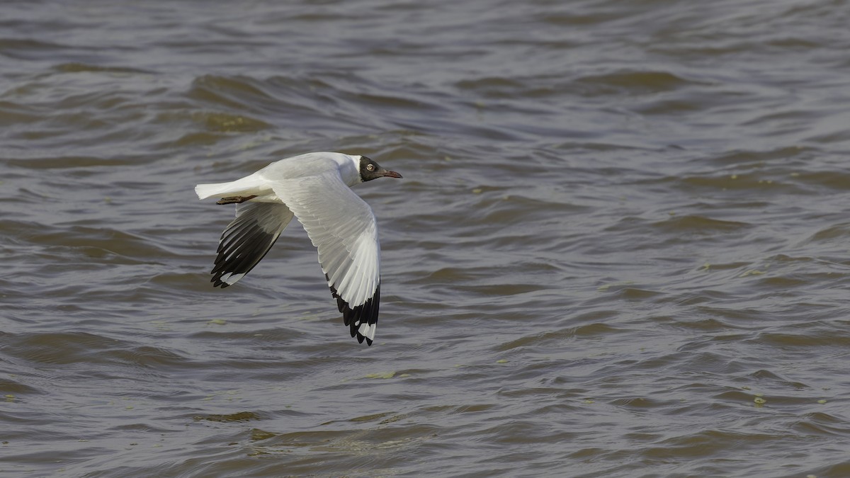 Brown-headed Gull - ML615298594