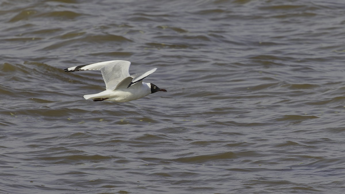 Brown-headed Gull - ML615298595