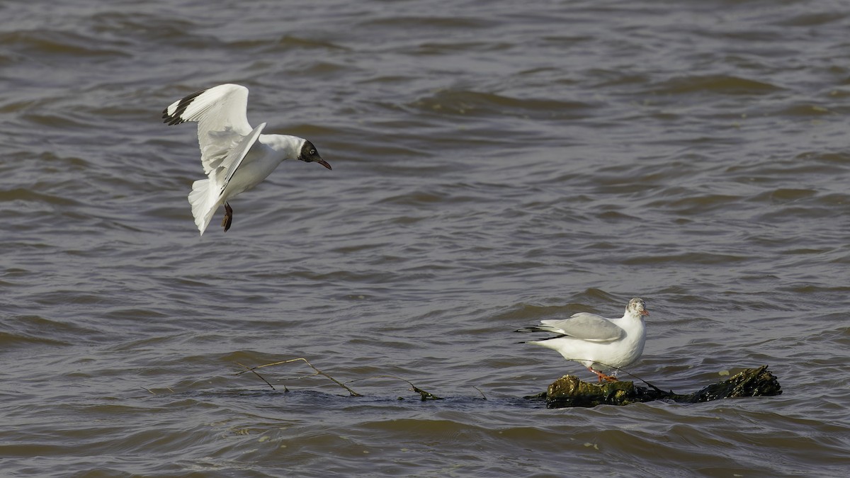 Brown-headed Gull - ML615298598