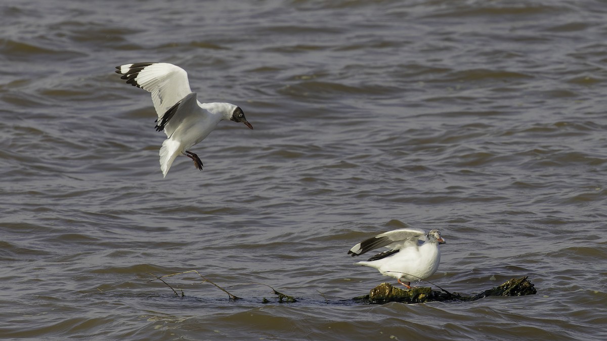 Brown-headed Gull - ML615298599