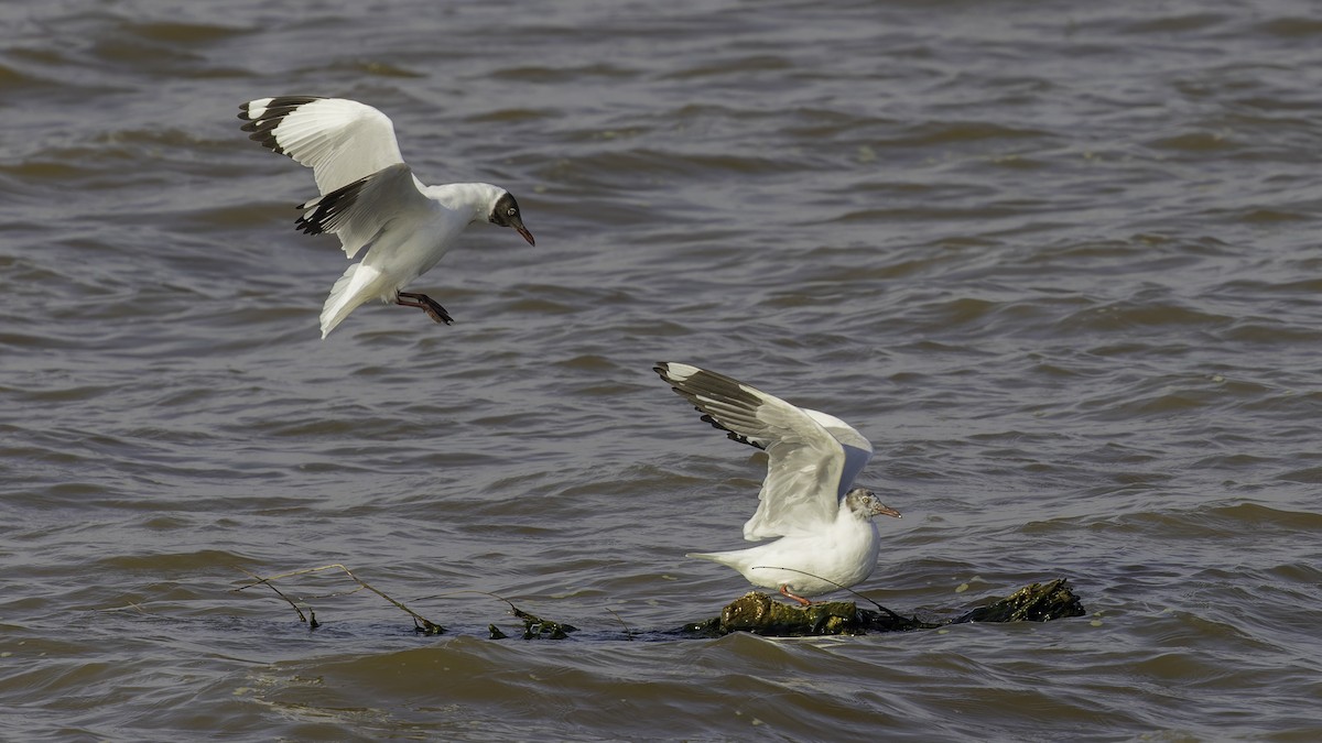 Brown-headed Gull - ML615298600