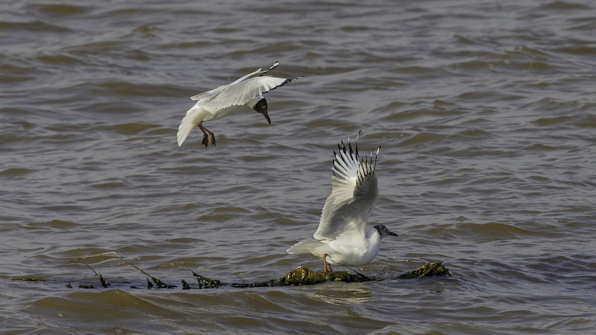 Brown-headed Gull - ML615298601