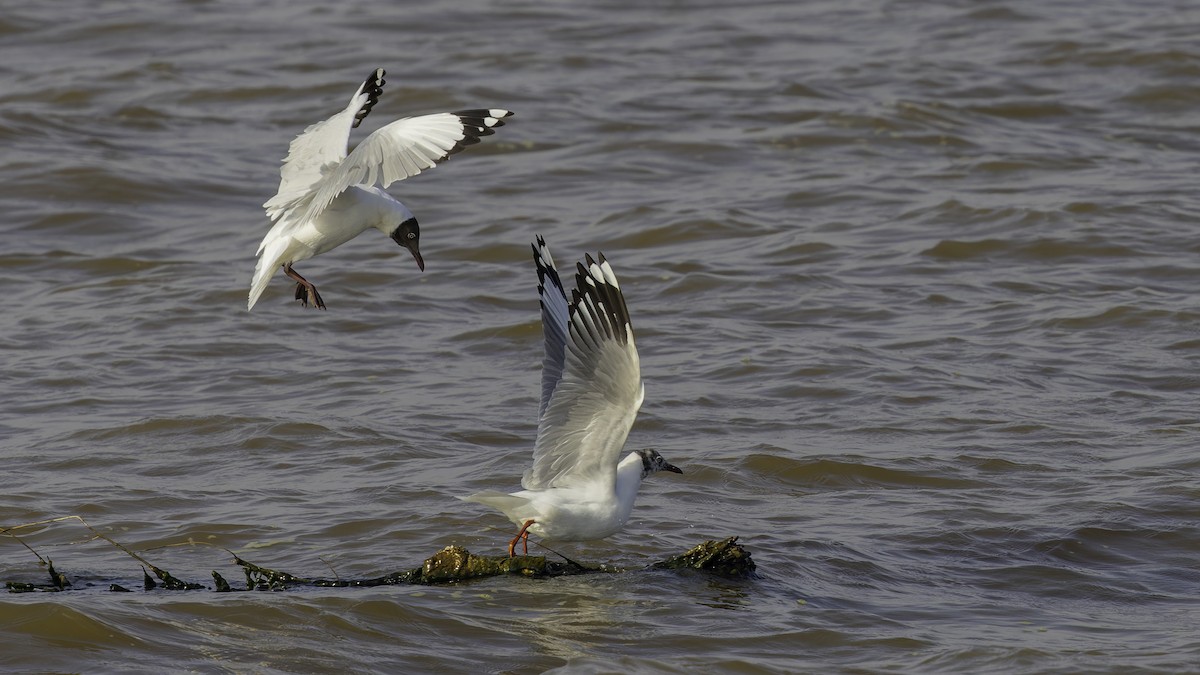 Brown-headed Gull - ML615298602