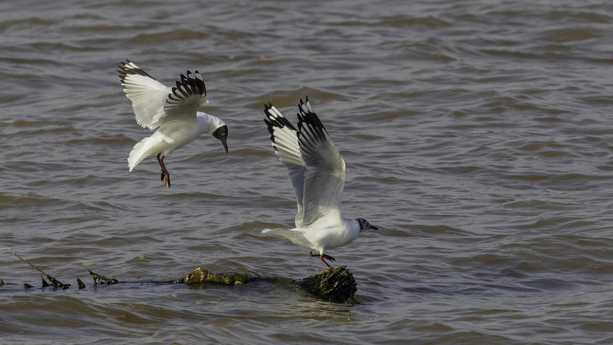 Brown-headed Gull - ML615298603