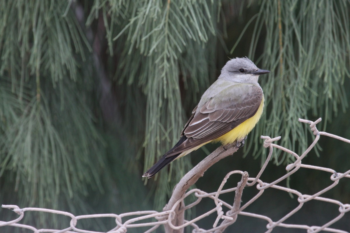 Western Kingbird - ML615298649