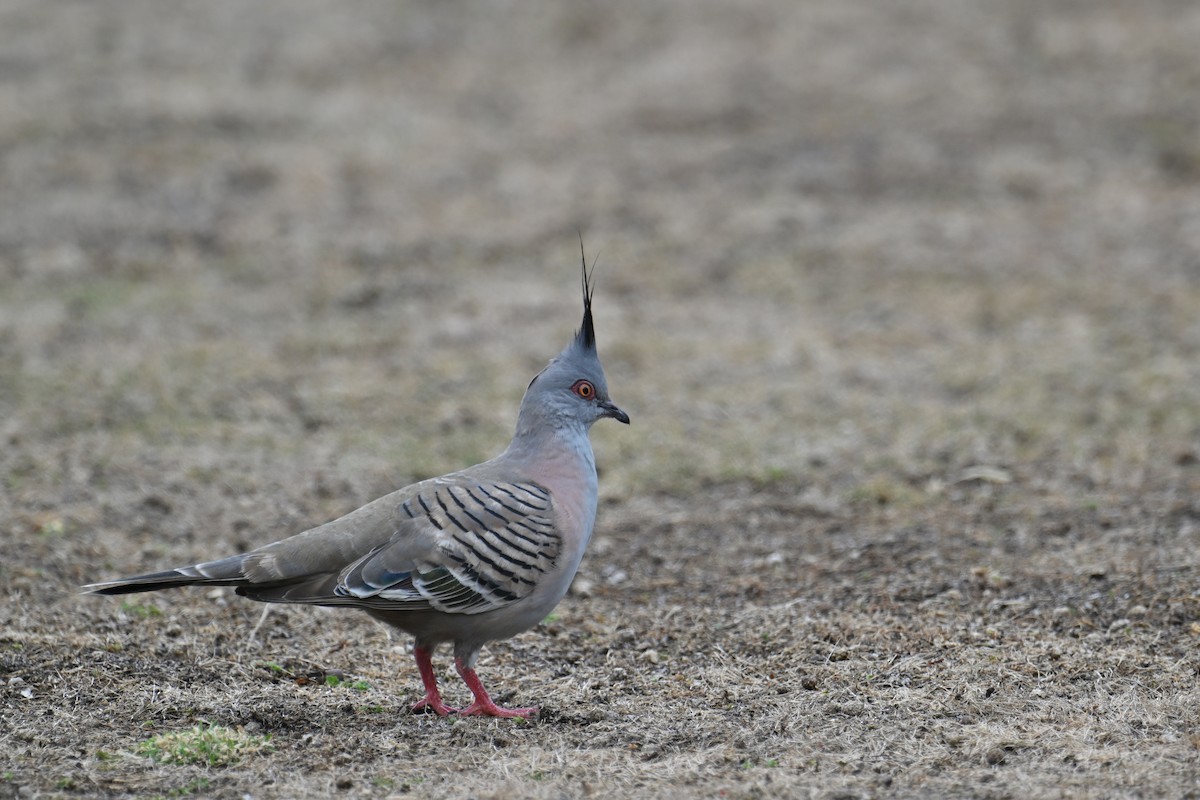 Crested Pigeon - ML615298690