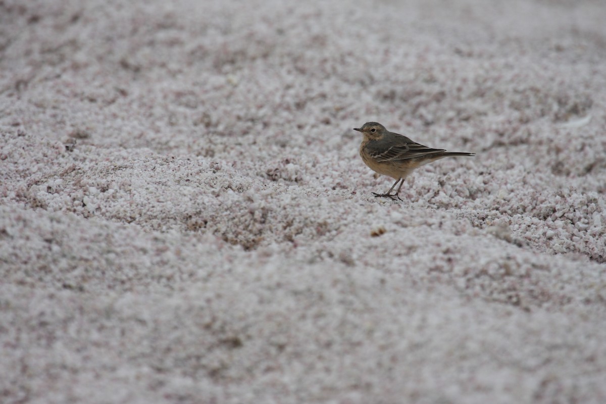 American Pipit - ML615298694