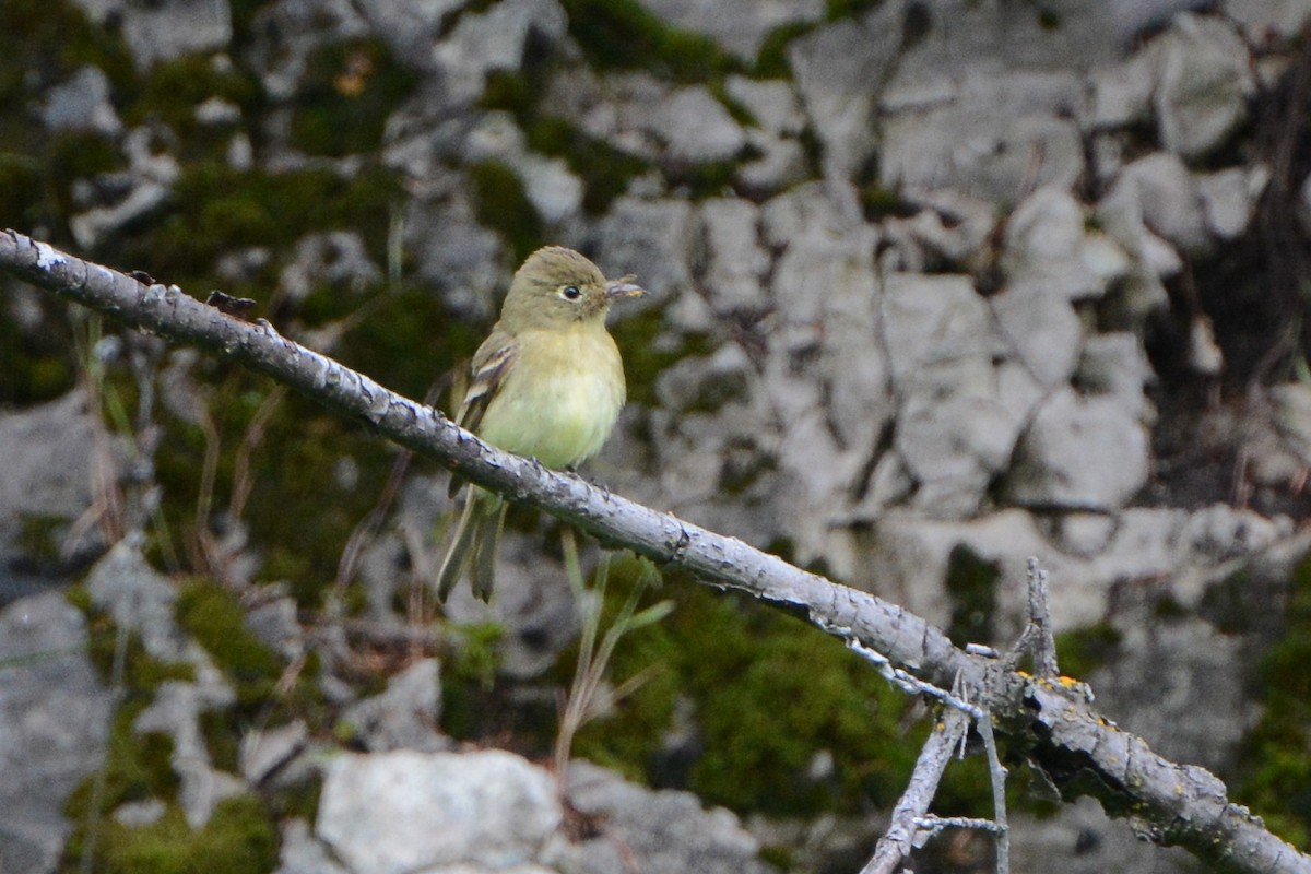 Western Flycatcher (Cordilleran) - David Jeffrey Ringer