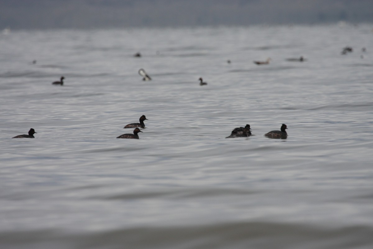 Eared Grebe - ML615298719