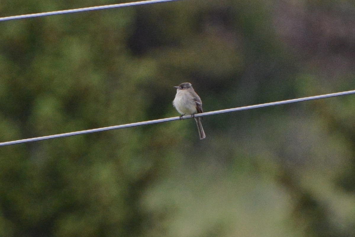 Dusky Flycatcher - David Jeffrey Ringer