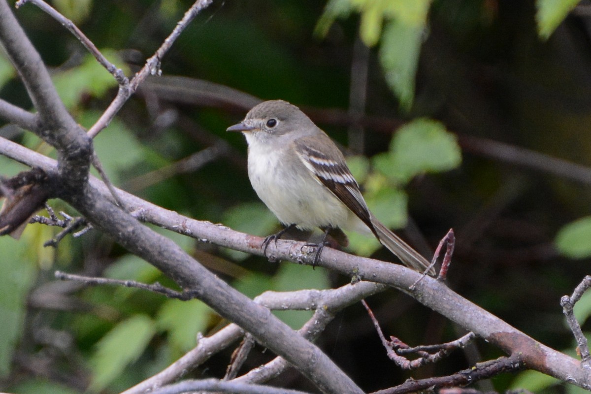 Least Flycatcher - ML615298737