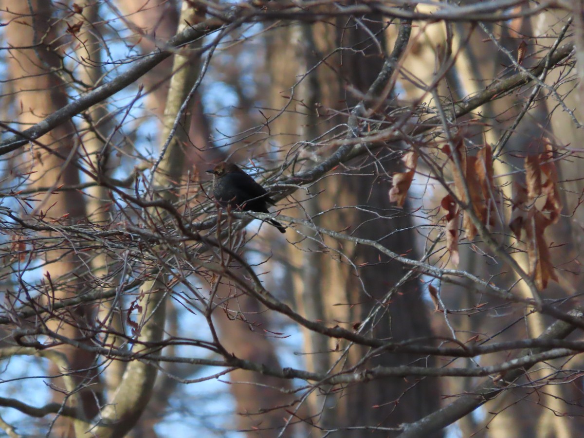 Rusty Blackbird - ML615298778