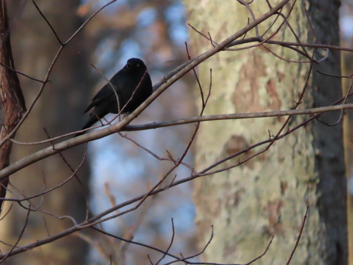 Rusty Blackbird - ML615298788