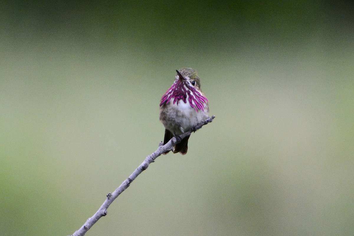 Calliope Hummingbird - David Jeffrey Ringer