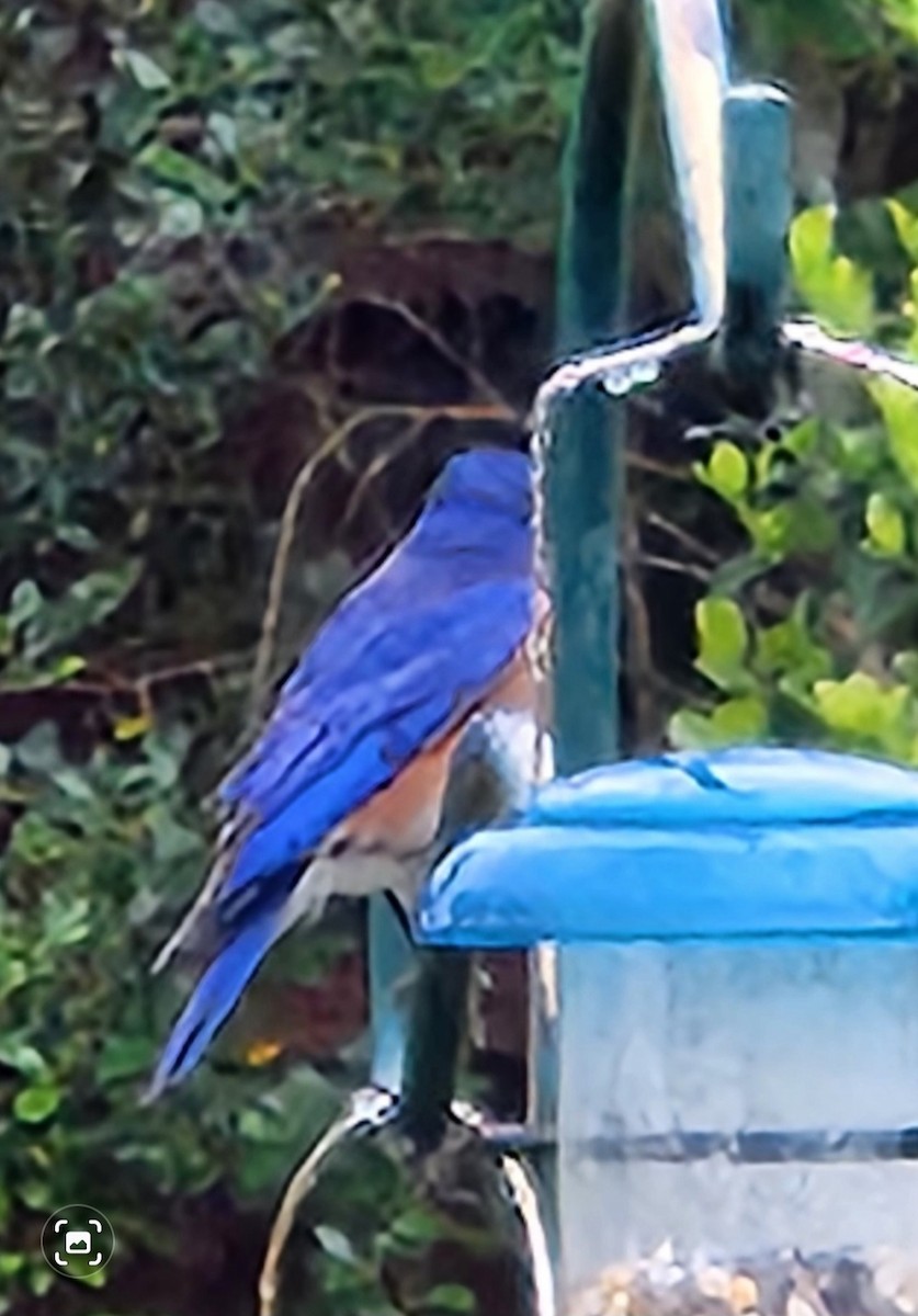 Eastern Bluebird - Sheril MANCINO