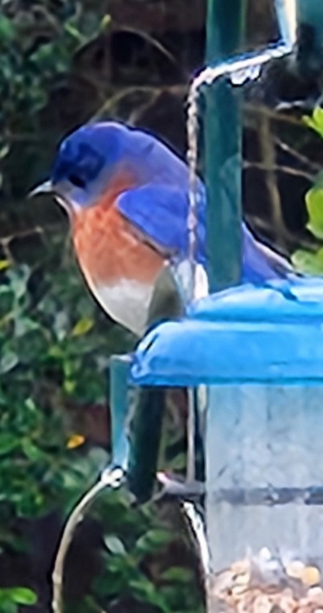 Eastern Bluebird - Sheril MANCINO