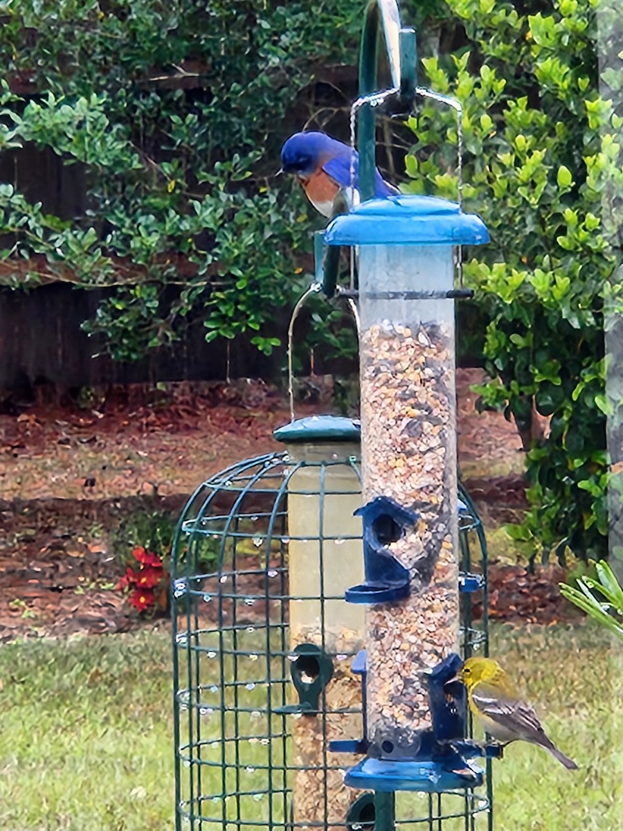 Eastern Bluebird - Sheril MANCINO